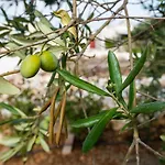 Masseria Mezza Ruota