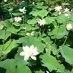 Villetta Stozza Fior Di Loto Baia Verde Gallipoli