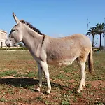 Masseria Galatea Agriturismo