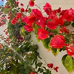 Allegria Pool House - Puglia Mia Apartments