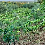 Trullo In Vigna
