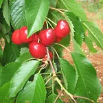 Red Rose B&B