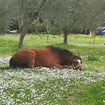 Casa Masseria Le Ville