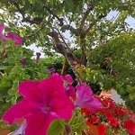 La Casa Delle Petunie - Relax House