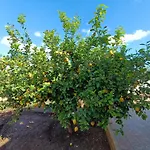 Oleum