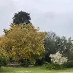 Trulli Mimosa By Pugliadamare