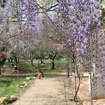 Villa Angela Apulian Life