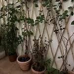 Chiave Di Violino