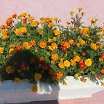 Trulli Di Nonna Marietta