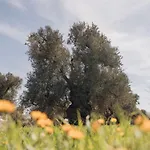 Masseria San Lorenzo Resort
