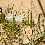 Leukasia