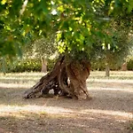 Tenuta Ulivi