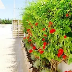 Punta Prosciutto Bed
