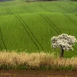 Il Barbagianni