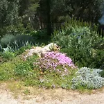 Leziedipiero