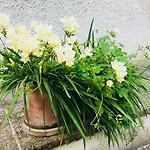 Dimora Il Tiglio- Mini Appartamenti