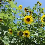 Bed & Breakfast Villa Del Casale