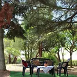 Piccolo Ulivo 2