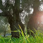 Casetta Primavera Un Oasi Di Relax Fra Gli Ulivi