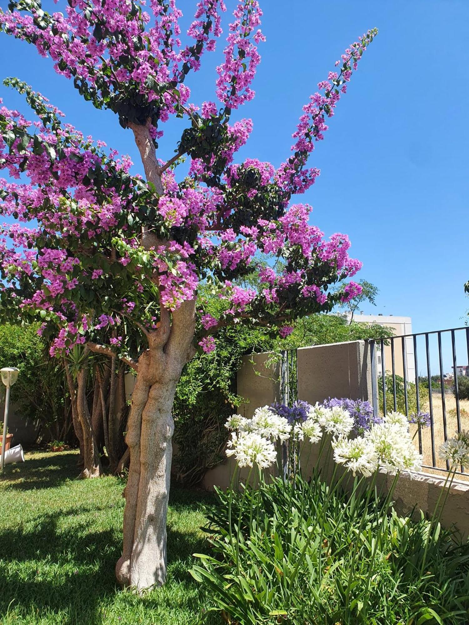La Bouganville Apartment